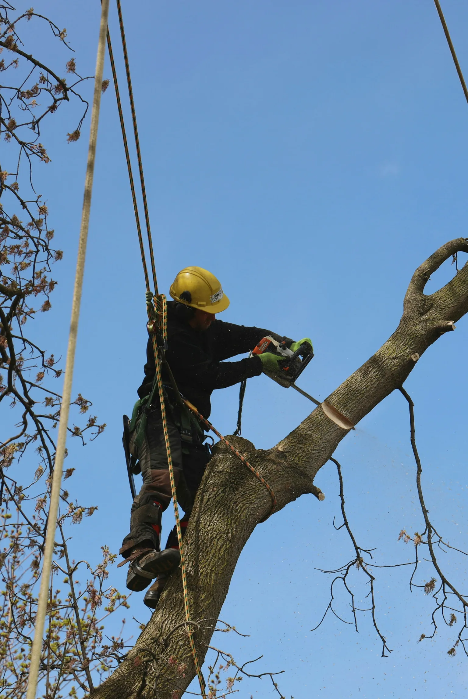 Élagueur suspendu à ses cordes, en train de couper une branche au taille-buis dans un arbre