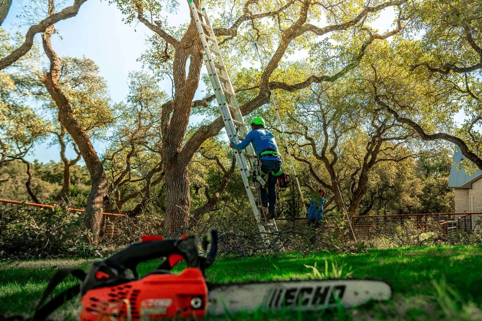 Arboriste montant à l'échelle contre un arbre pour un élagage en hauteur, tronçonneuse au premier plan